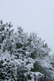 Snow-covered pine trees are depicted with branches laden in white snow against a gray sky, creating a serene winter scene.
