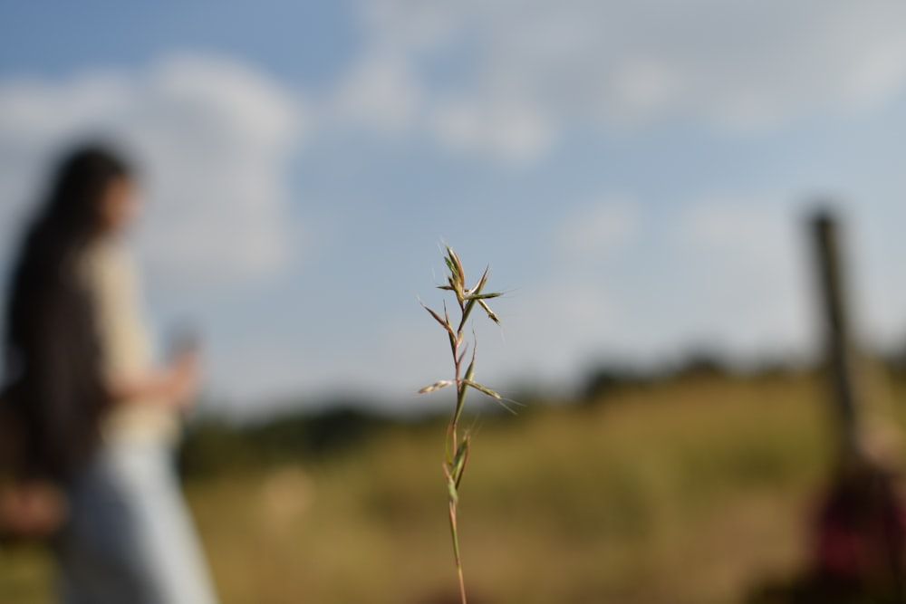 a person standing in a field with a plant in the foreground