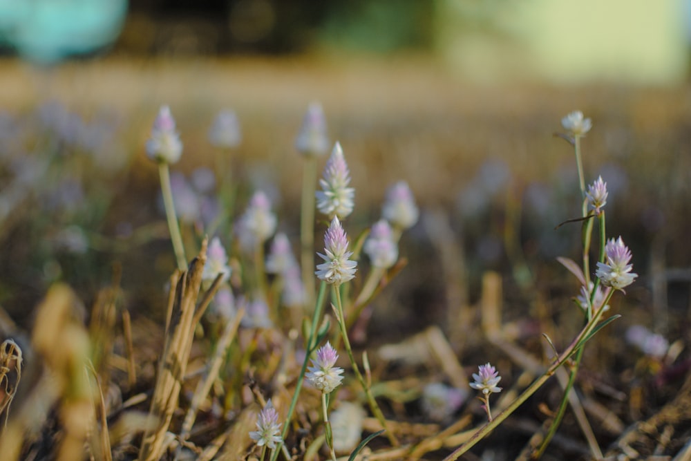 a close up of some small flowers in the grass