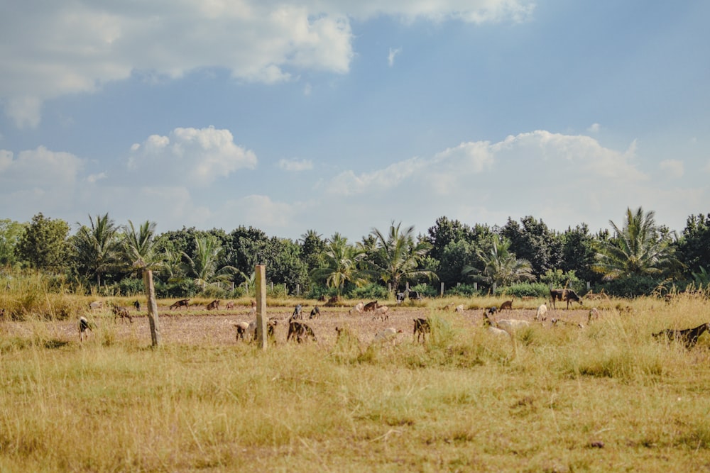 a herd of animals standing on top of a grass covered field