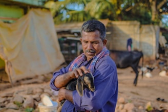 A farmer caring for Etawa goats on the farm.