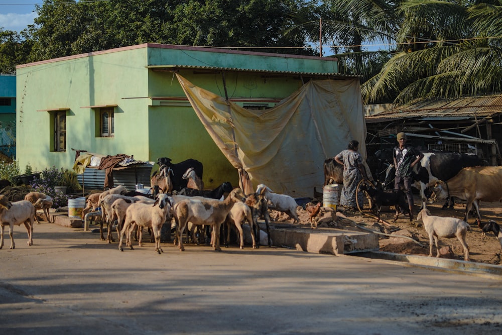 a herd of goats walking down a street next to a building