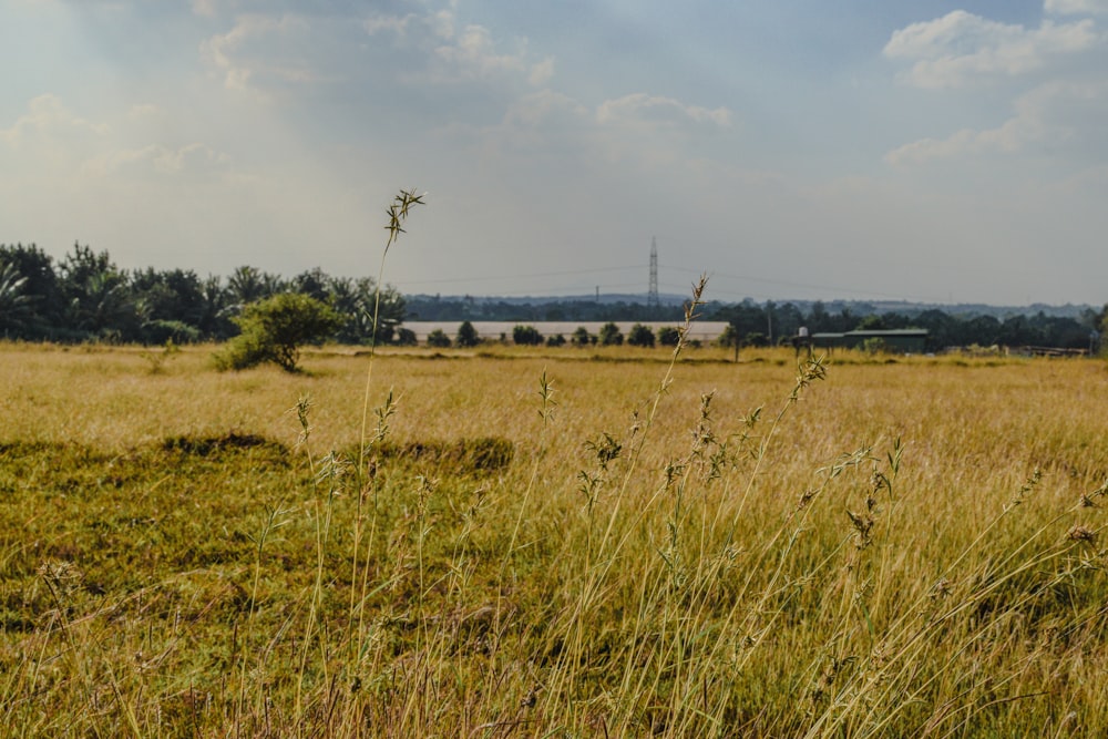 a grassy field with trees in the distance