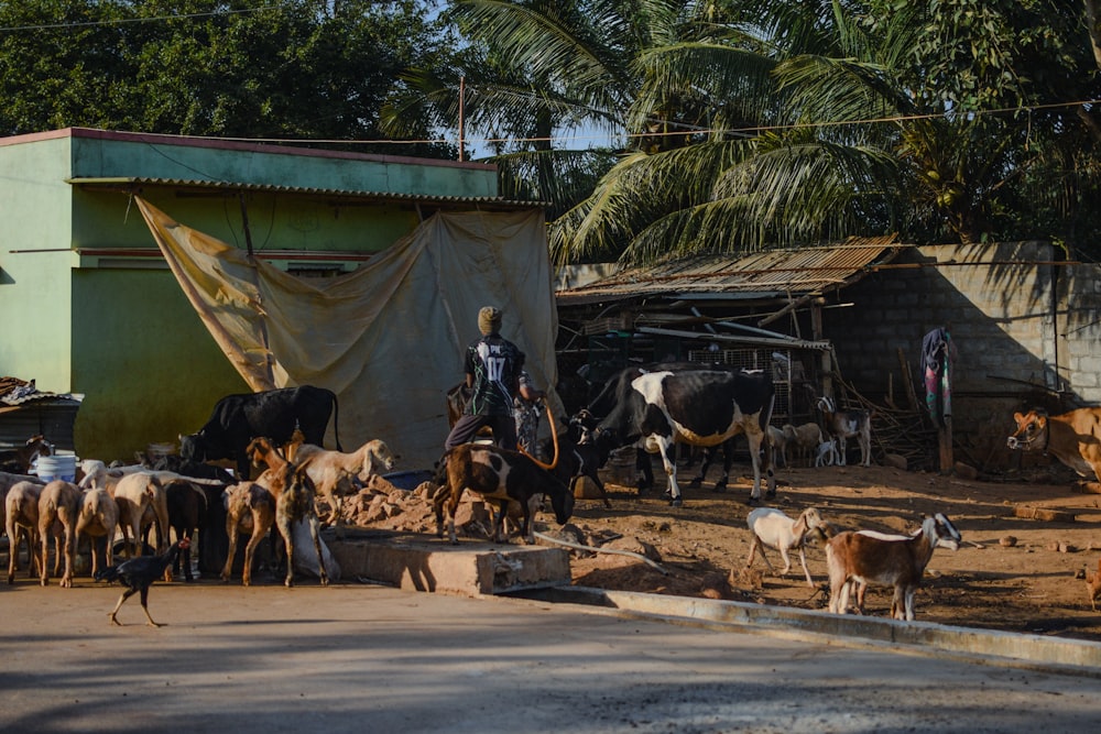 a herd of cattle standing on top of a dirt road