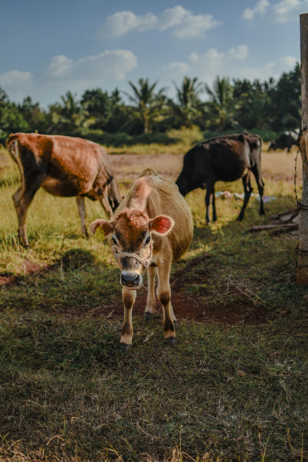 a brown cow standing on top of a lush green field