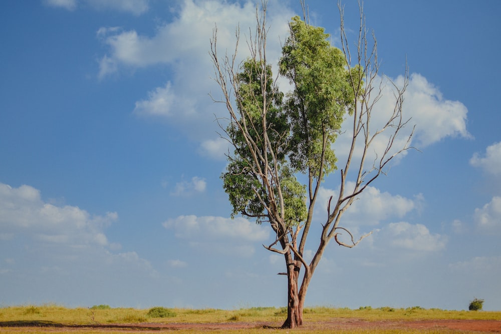 a lone tree in the middle of a field