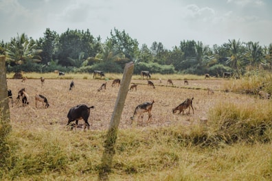 Playful Nigerian Dwarf goats grazing on green pasture under a bright blue sky.