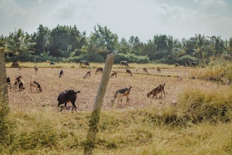 Goats roam and graze in an open field surrounded by tall grass under a bright sky. Tall trees and distant palm trees create a natural backdrop. The field is bordered by several posts, perhaps indicating a rural or pastoral setting.