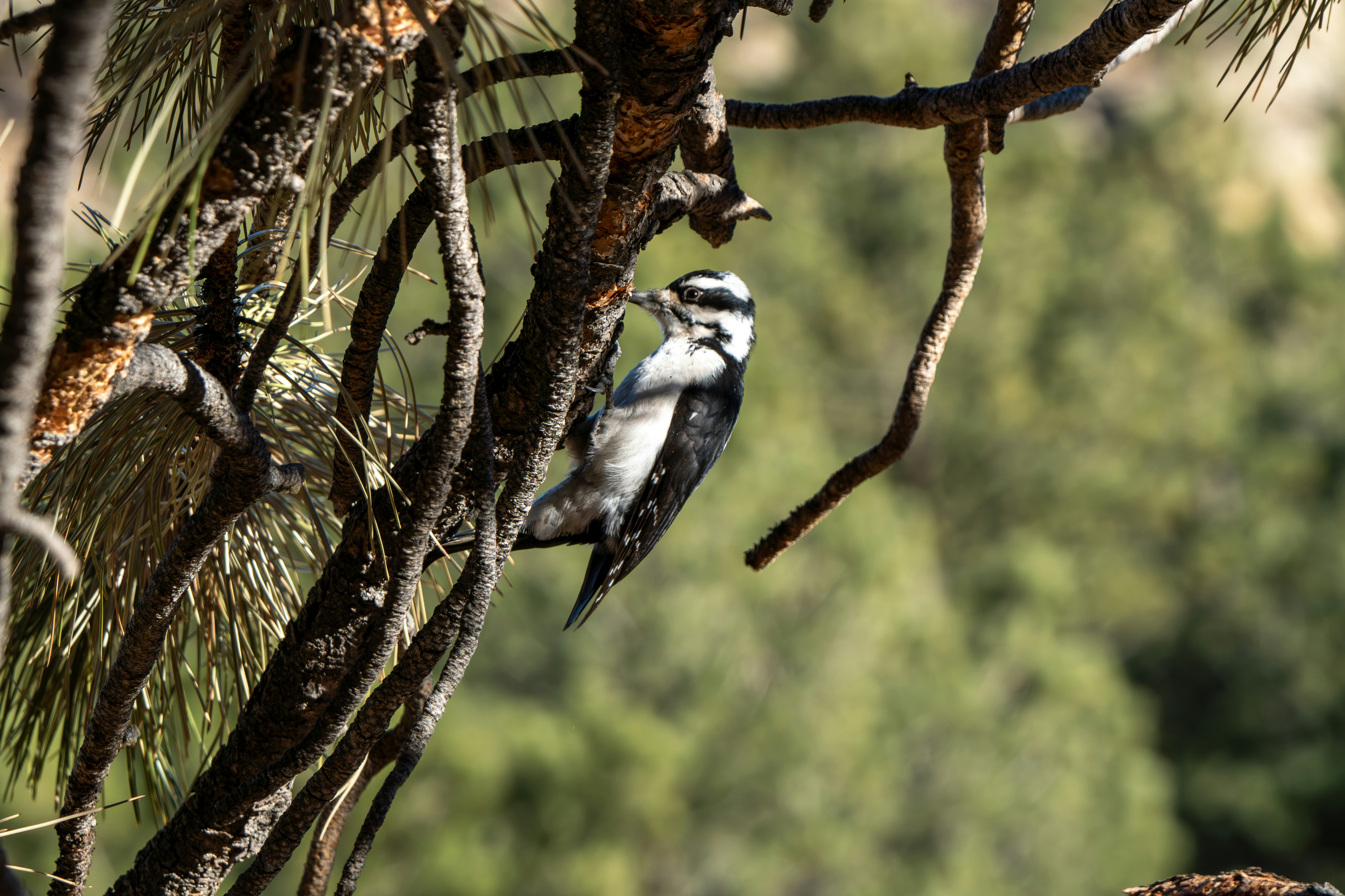 Photo by padraigoflannery