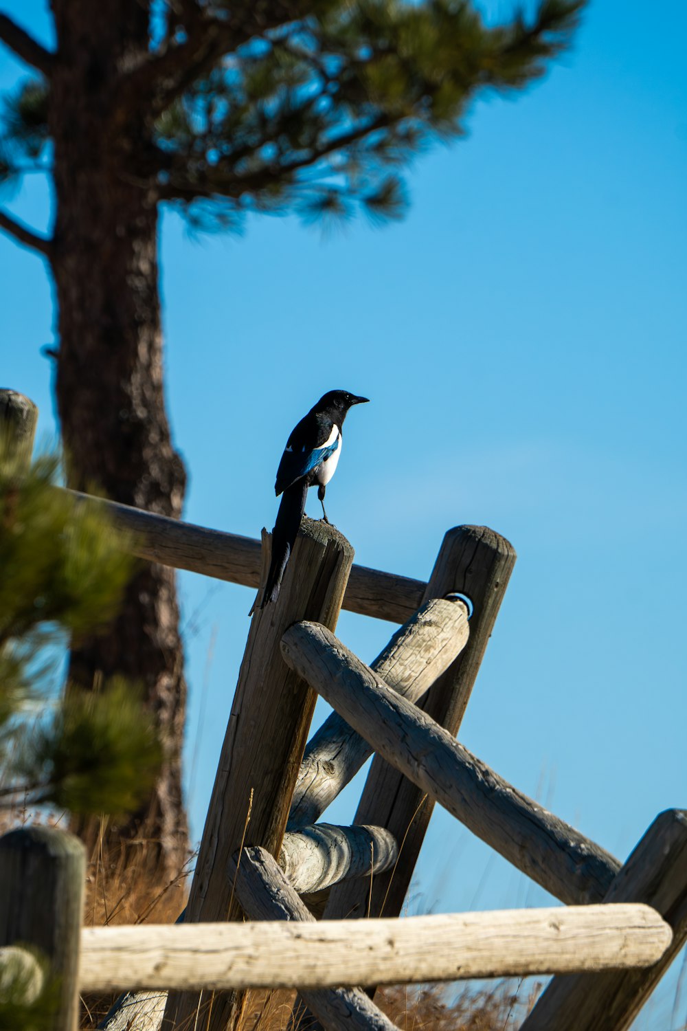 a black and white bird sitting on a wooden fence