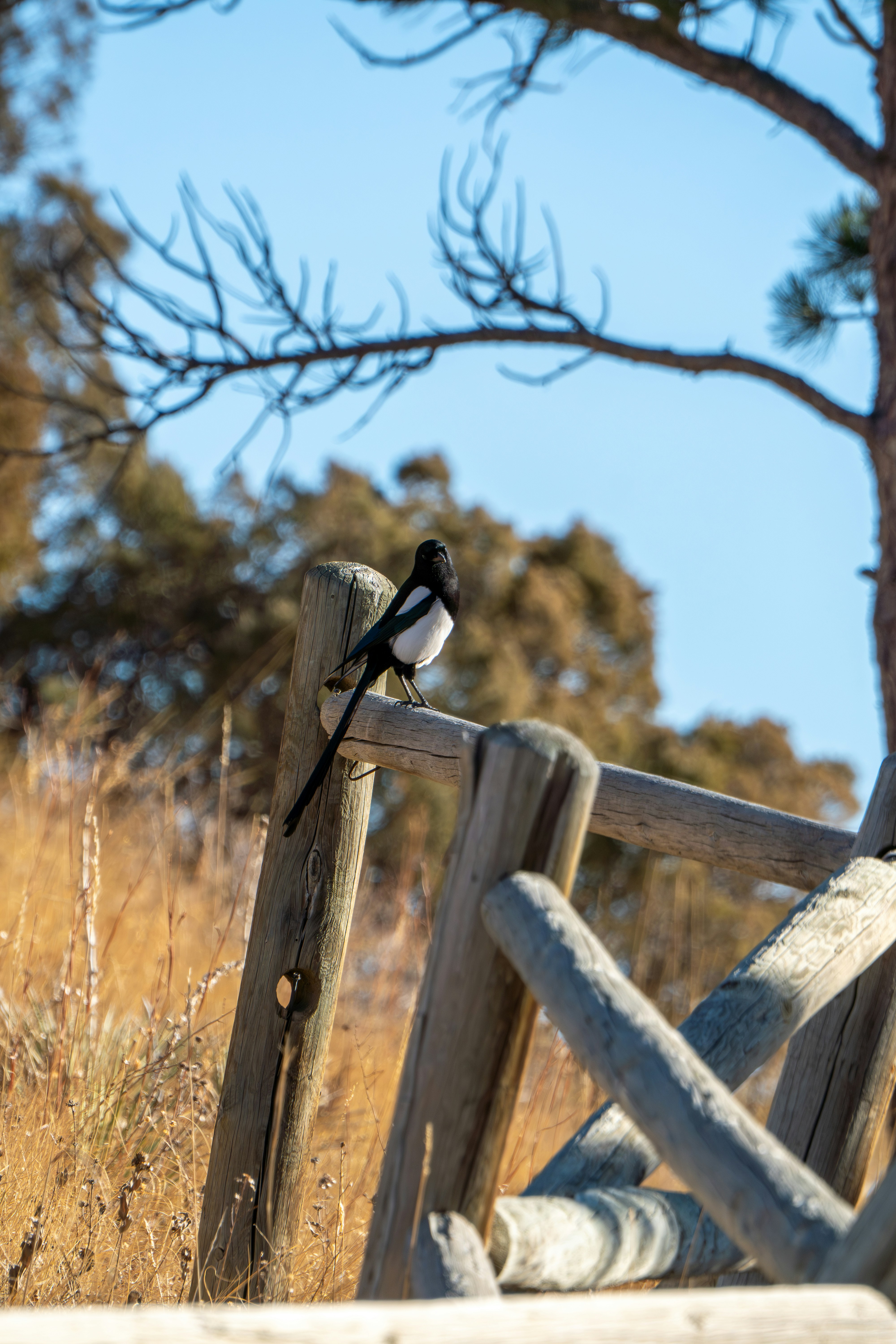 Photo by padraigoflannery