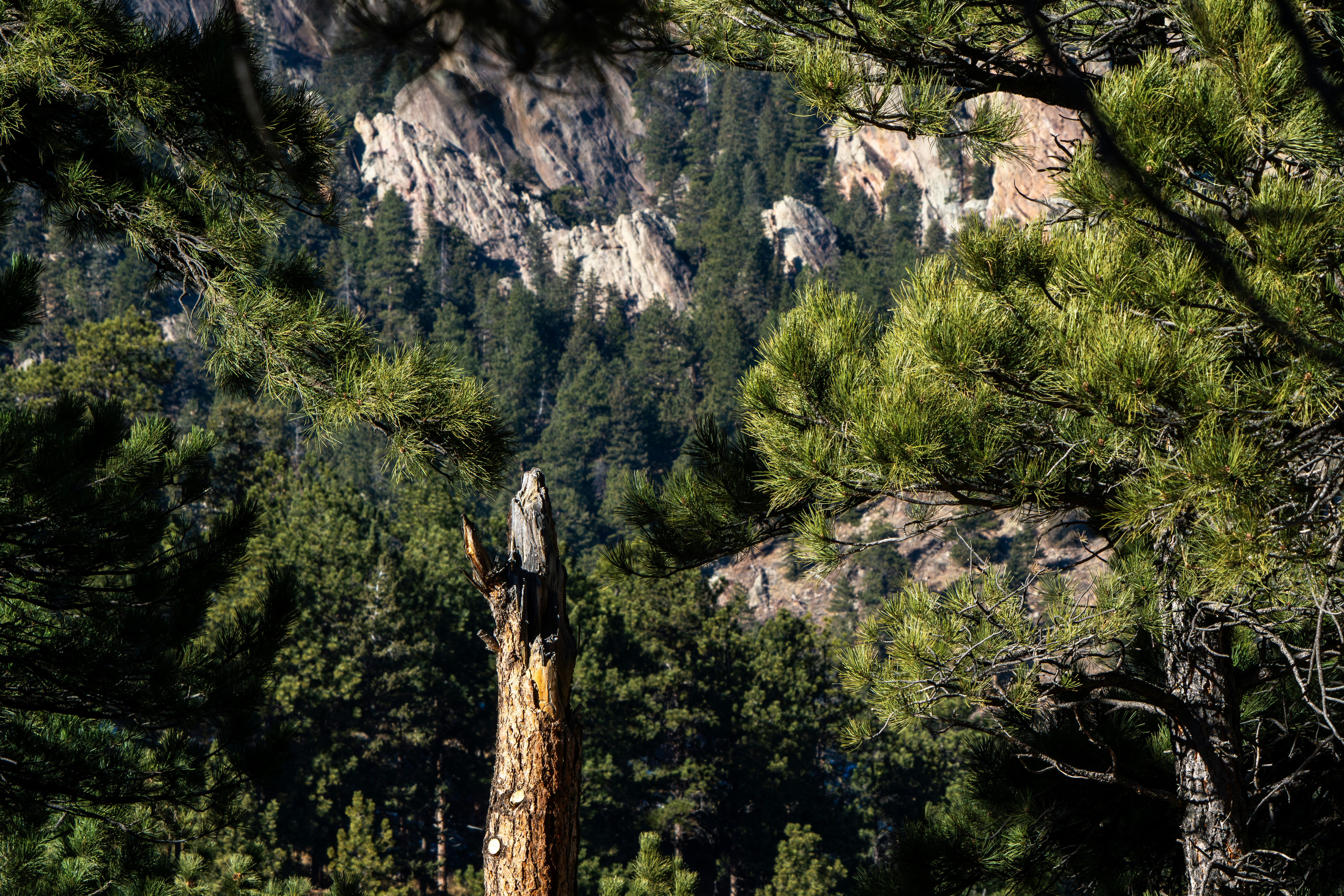 Professional tree removal crew arborist performing storm damage cleanup in Colorado