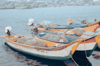 Several fishing boats are docked in calm waters, filled with fishing nets and equipment. The boats appear worn, with chipped paint and visible signs of use. In the background, a hazy shoreline with buildings and other distant boats is visible.