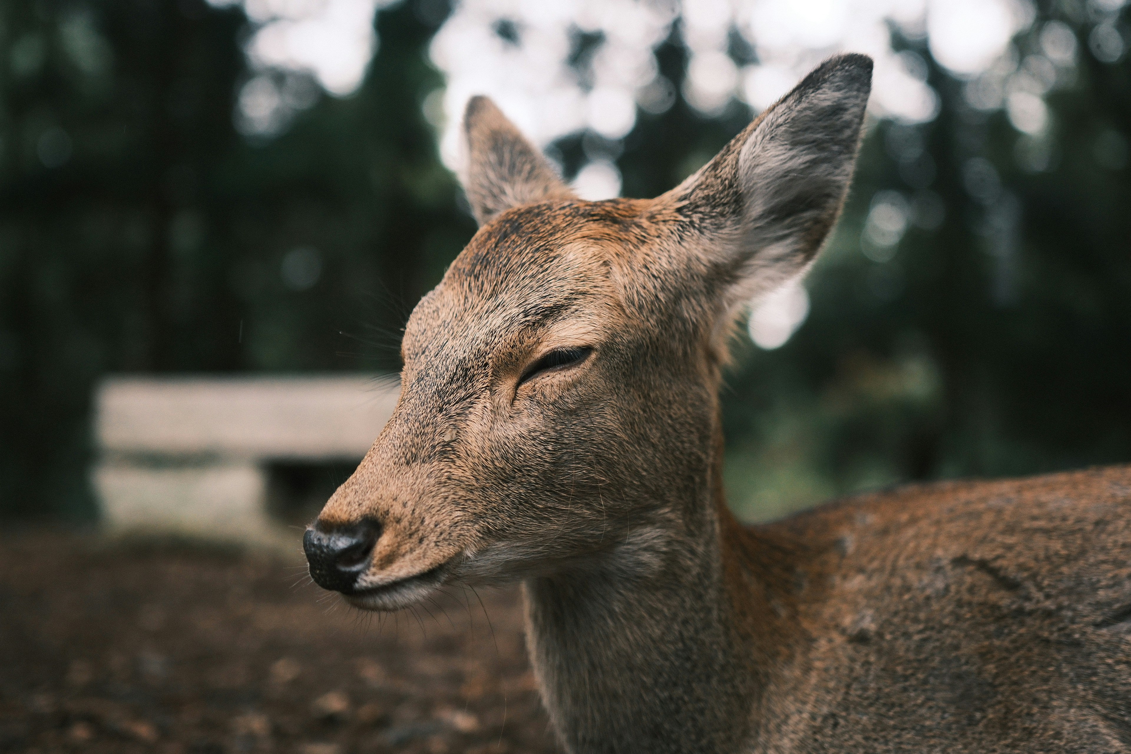 Photo by yokonoito0512