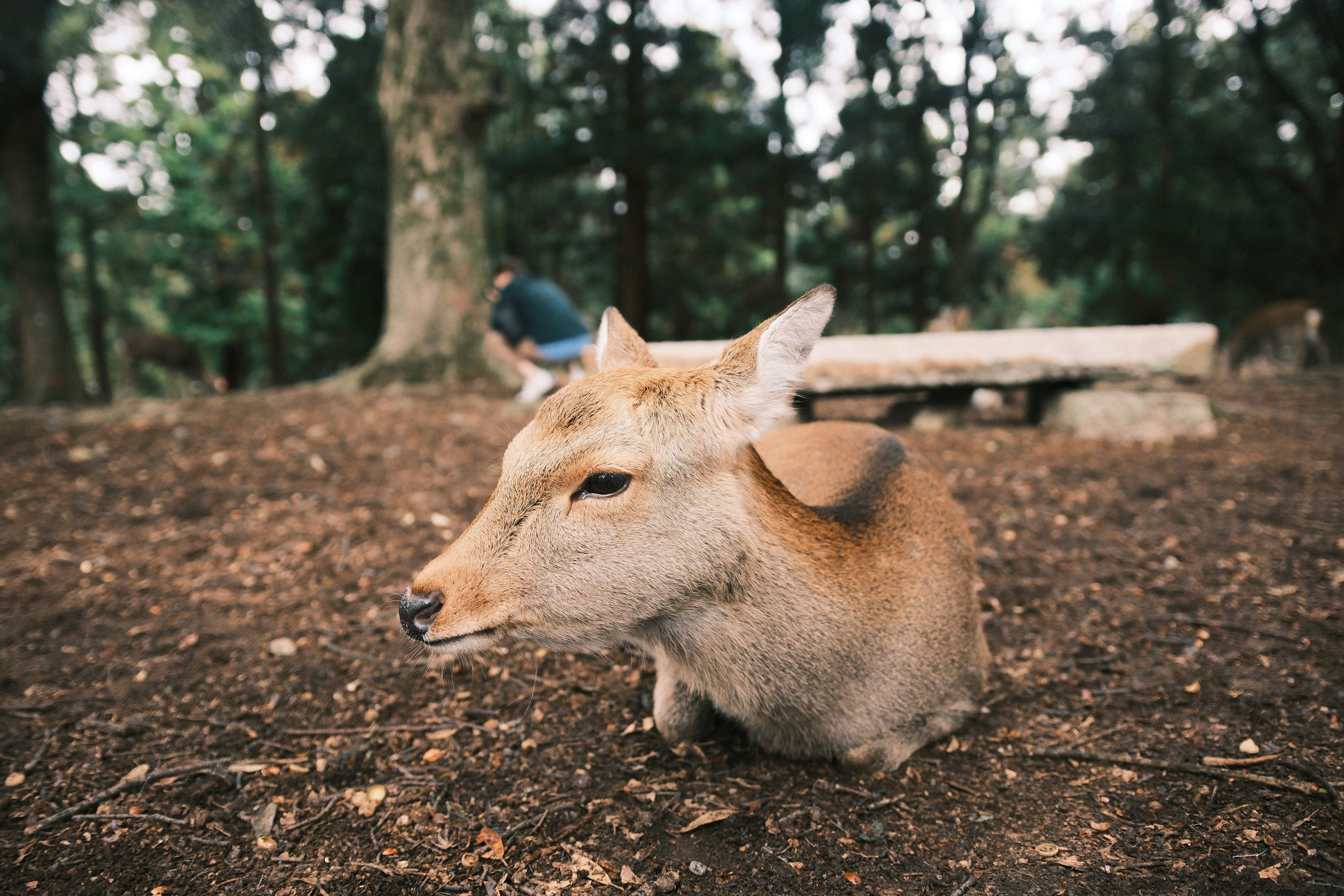 Photo by yokonoito0512