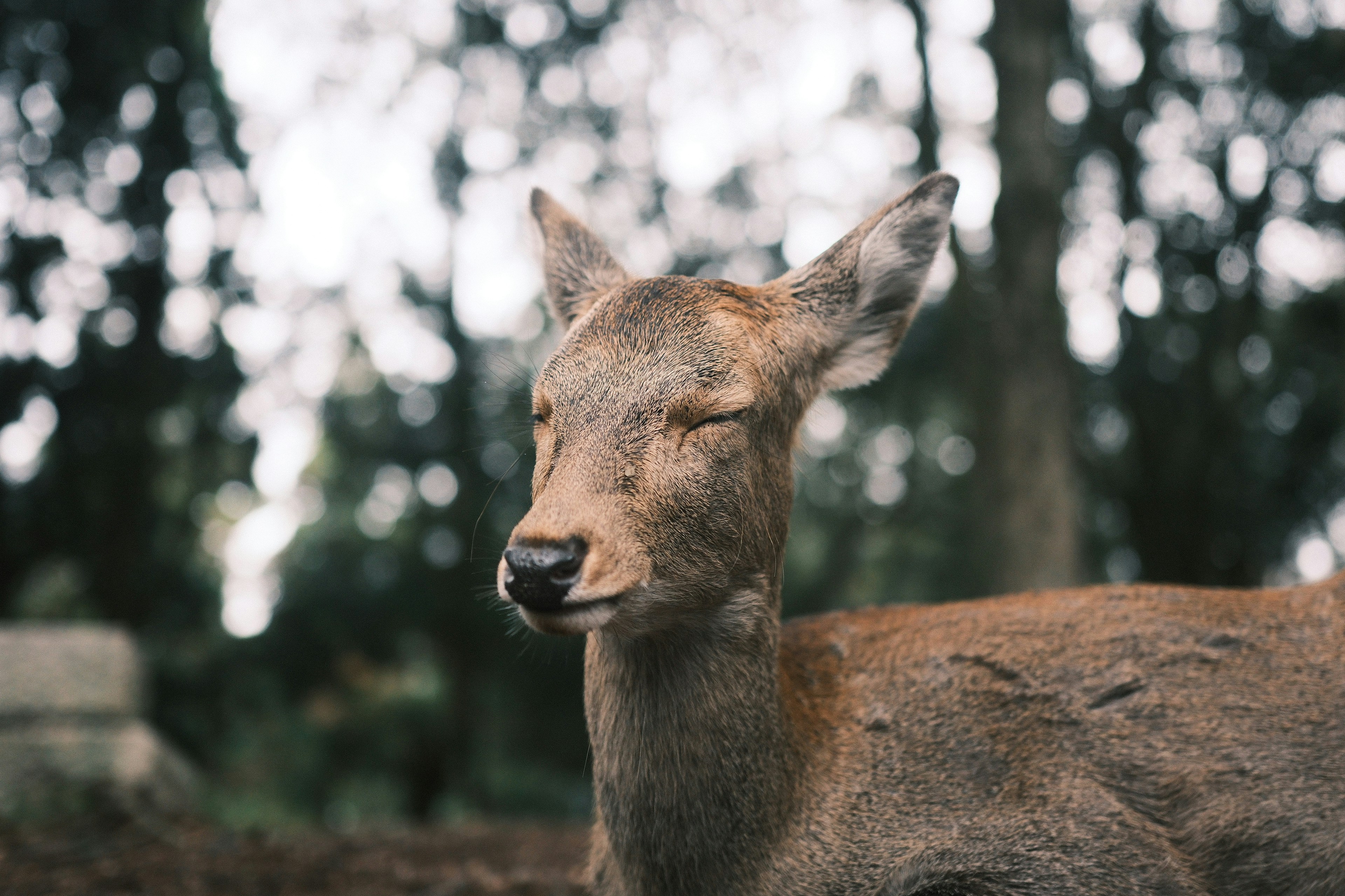 Photo by yokonoito0512