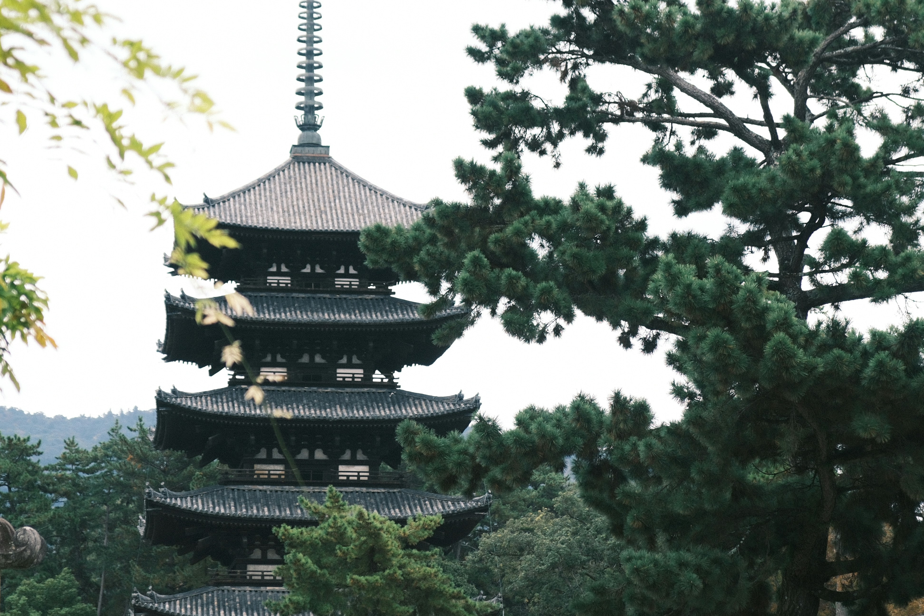 Photo by yokonoito0512