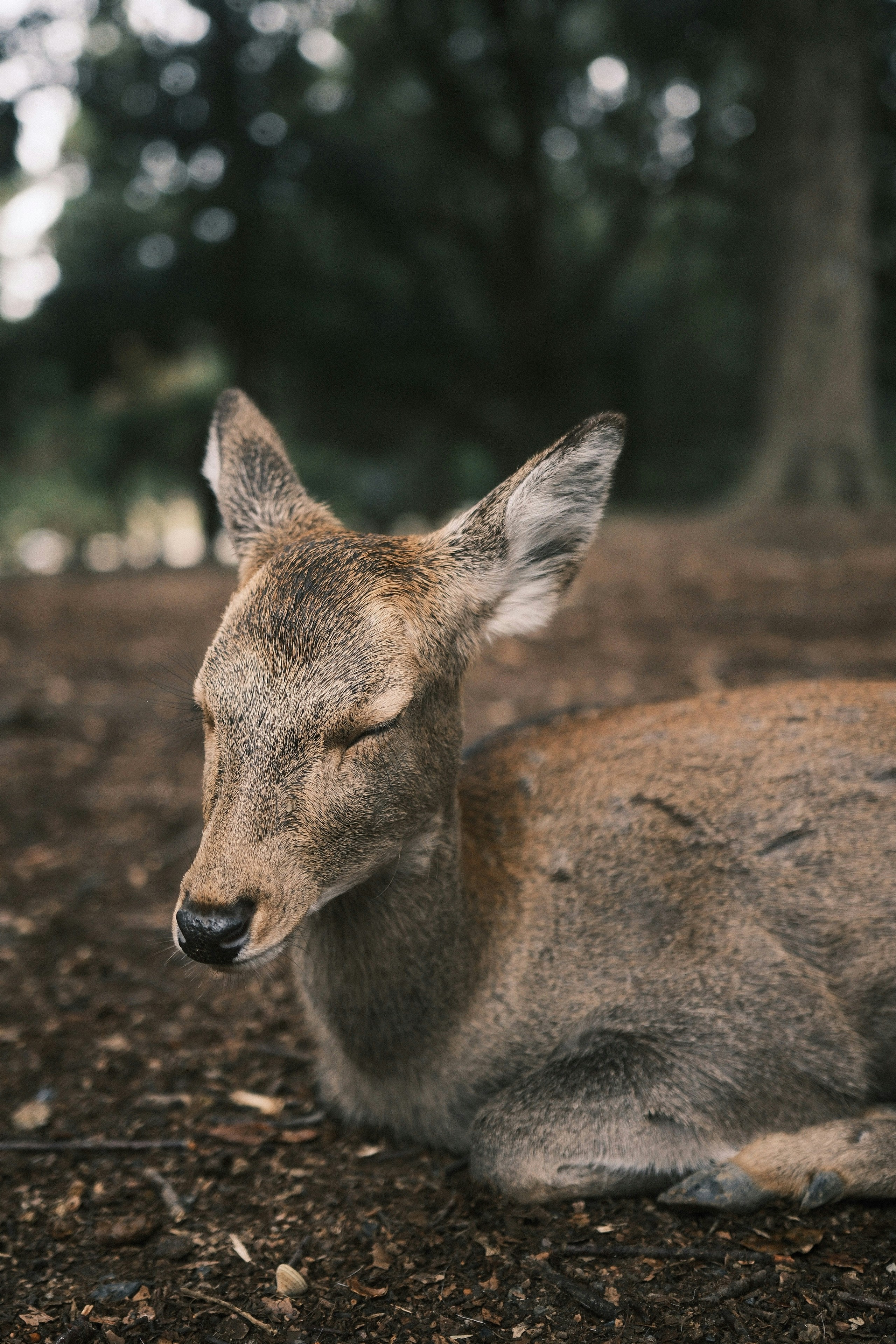 Photo by yokonoito0512