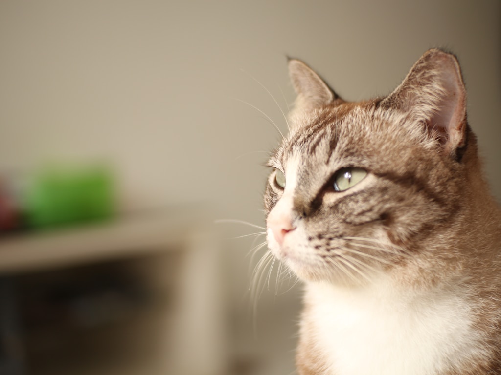Balanced Cat Care Formula