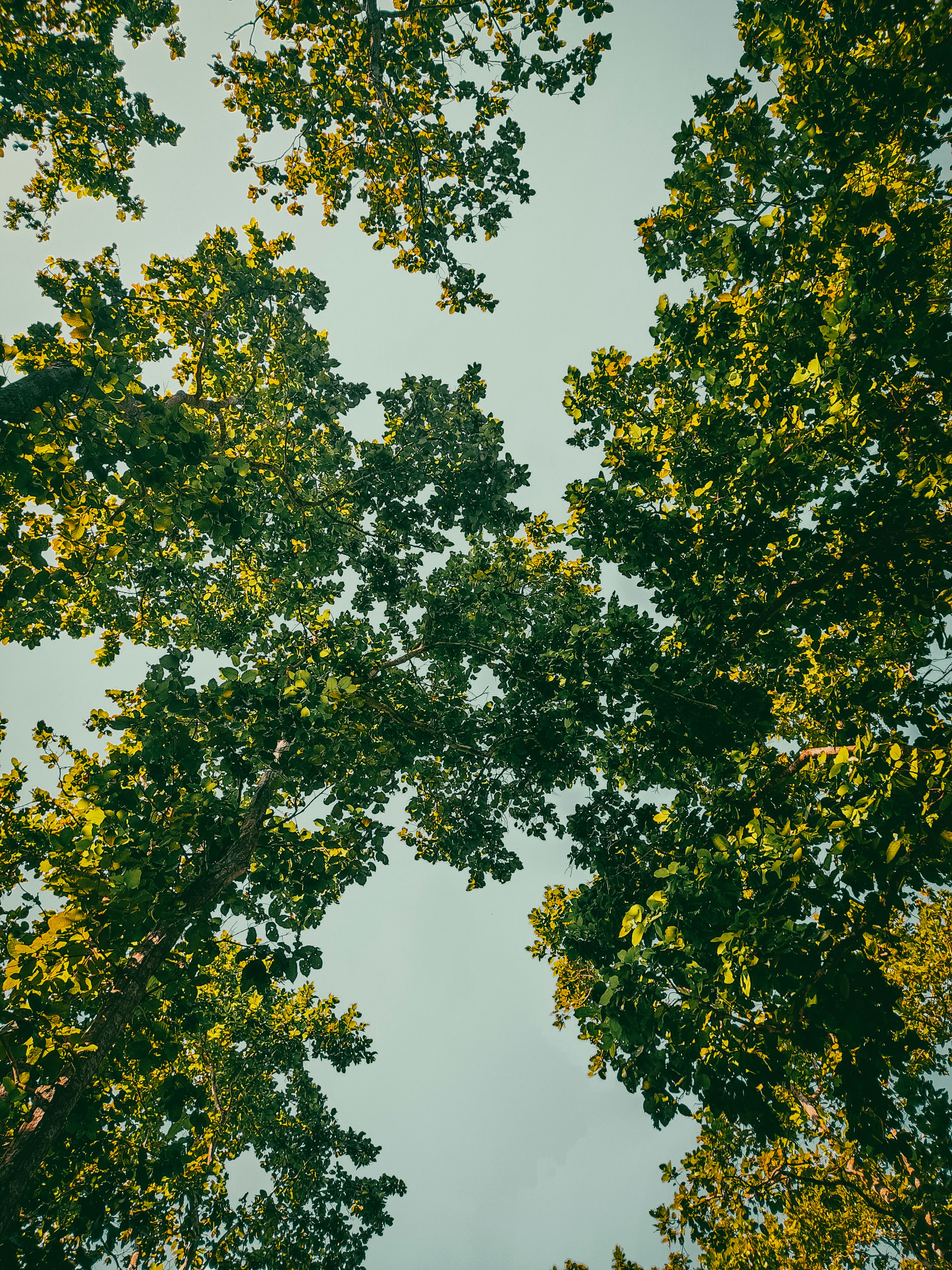 looking up at the tops of several trees