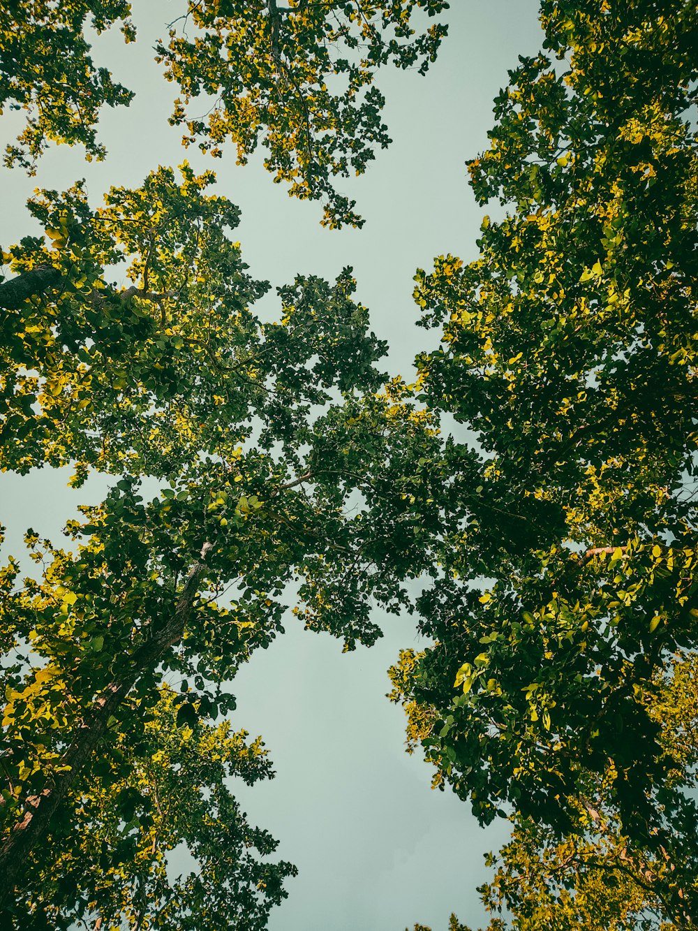 looking up at the tops of several trees