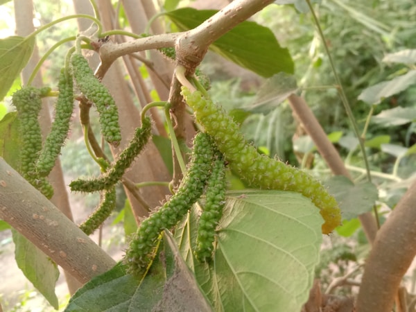 A branch with a bunch of green leaves on it