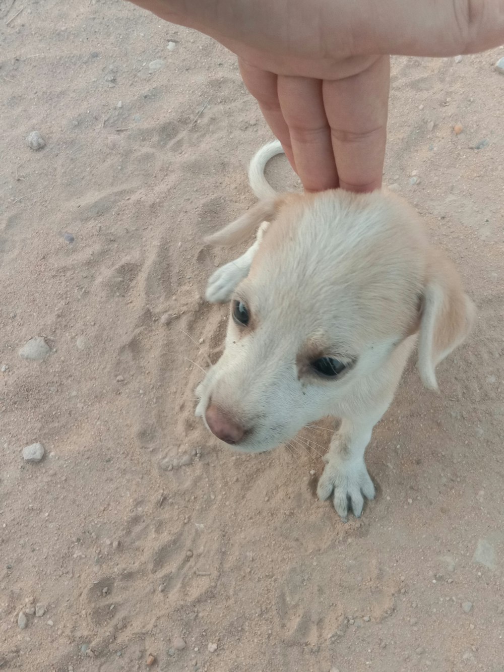 a small white dog standing on top of a sandy beach