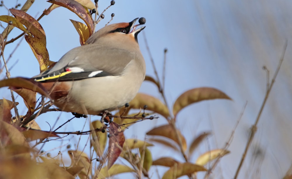 a bird perched on top of a tree branch