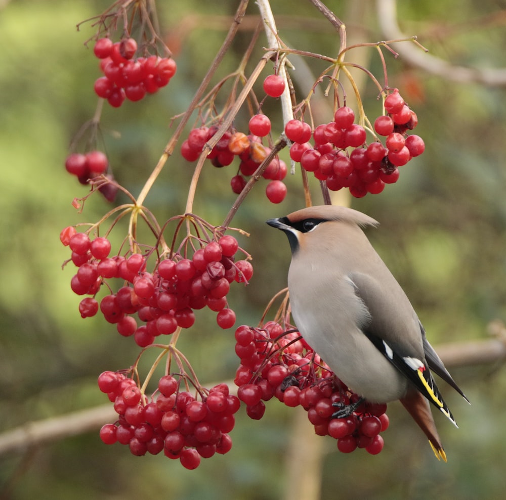 a bird sitting on a branch with berries