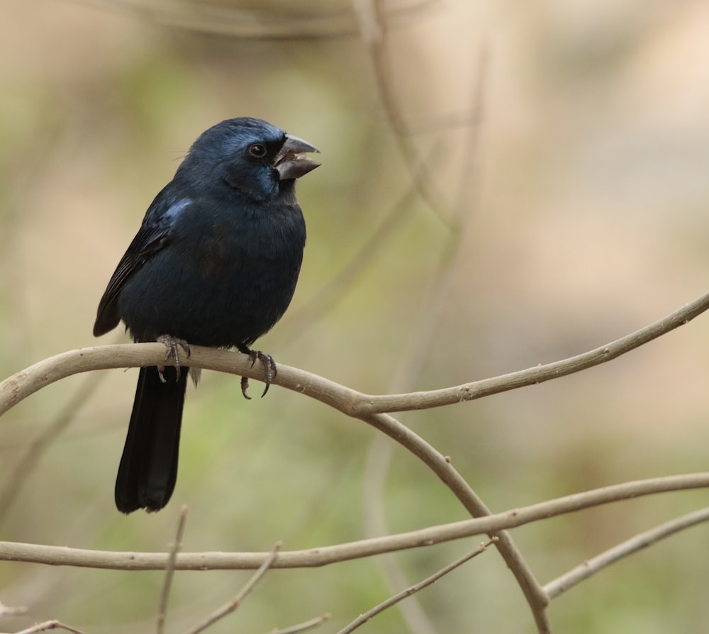 a small blue bird sitting on a tree branch