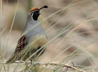 A quail stands amidst dry grass, displaying intricate plumage with a reddish-brown crest and distinctive white markings on its face. The feathers on its body transition from grey to brown, with a scaly pattern on its chest. The background is a blur of beige tones, highlighting the bird's colorful details.