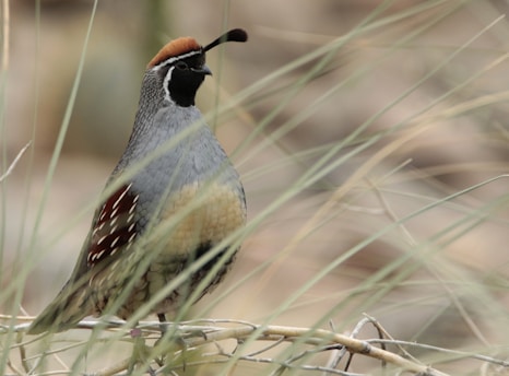 A quail stands amidst dry grass, displaying intricate plumage with a reddish-brown crest and distinctive white markings on its face. The feathers on its body transition from grey to brown, with a scaly pattern on its chest. The background is a blur of beige tones, highlighting the bird's colorful details.