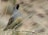 A quail stands amidst dry grass, displaying intricate plumage with a reddish-brown crest and distinctive white markings on its face. The feathers on its body transition from grey to brown, with a scaly pattern on its chest. The background is a blur of beige tones, highlighting the bird's colorful details.