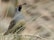 A quail stands amidst dry grass, displaying intricate plumage with a reddish-brown crest and distinctive white markings on its face. The feathers on its body transition from grey to brown, with a scaly pattern on its chest. The background is a blur of beige tones, highlighting the bird's colorful details.