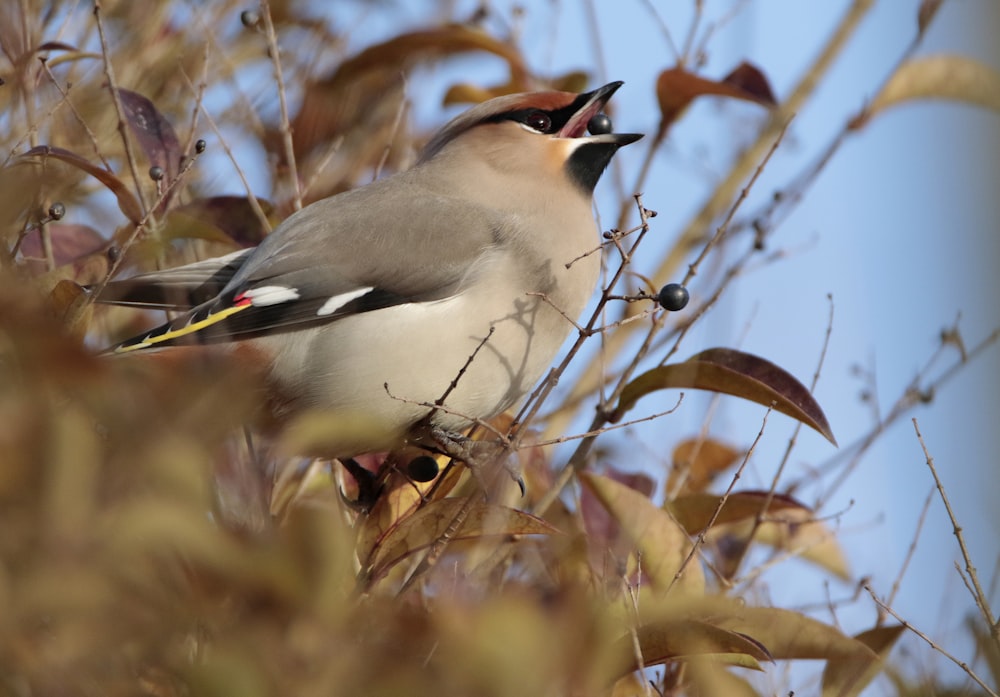 a bird perched on top of a tree branch