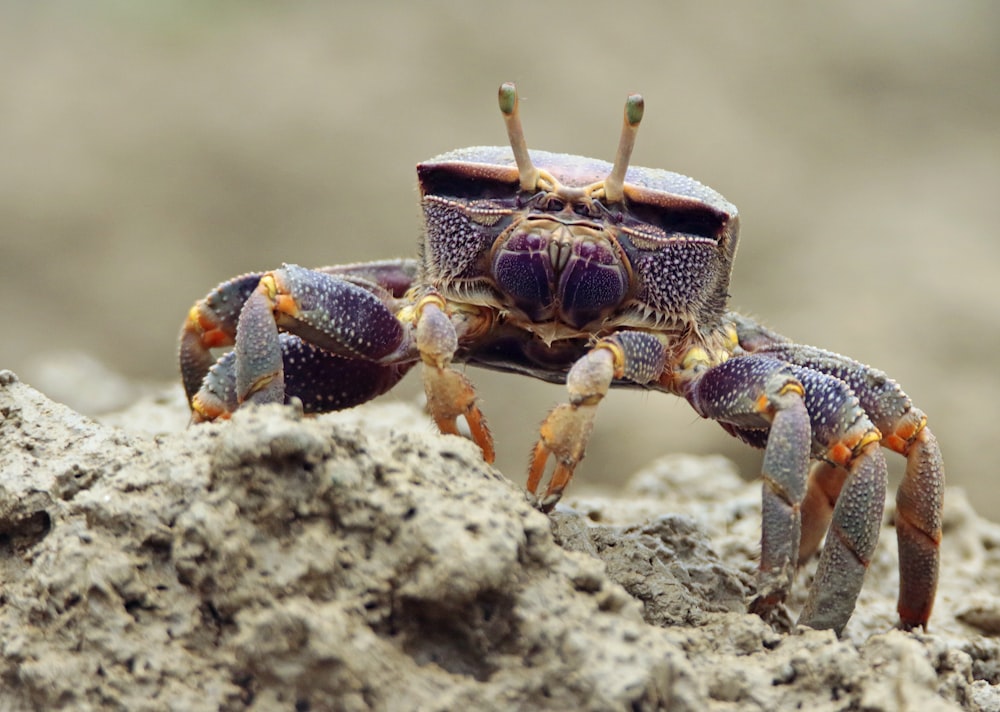 a close up of a crab on a rock