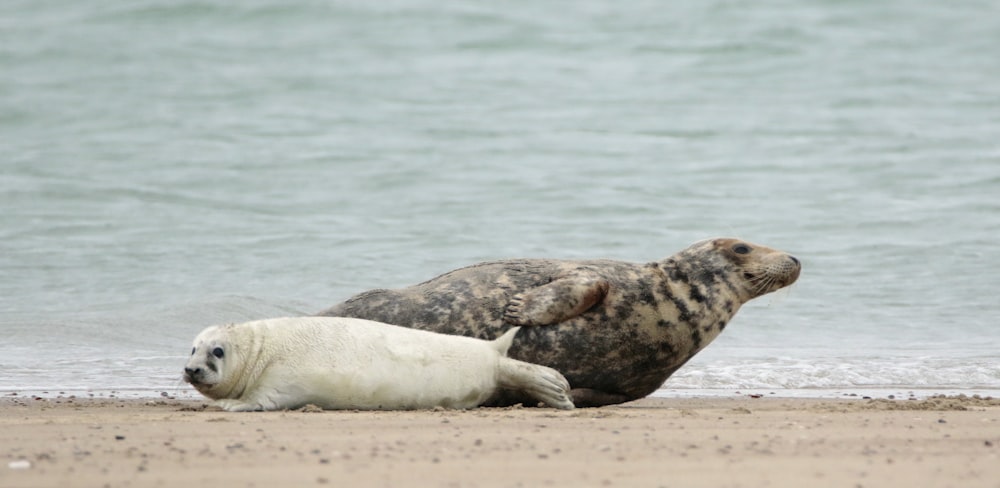 a couple of seals sitting on top of a sandy beach