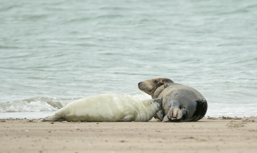 a couple of animals laying on top of a sandy beach