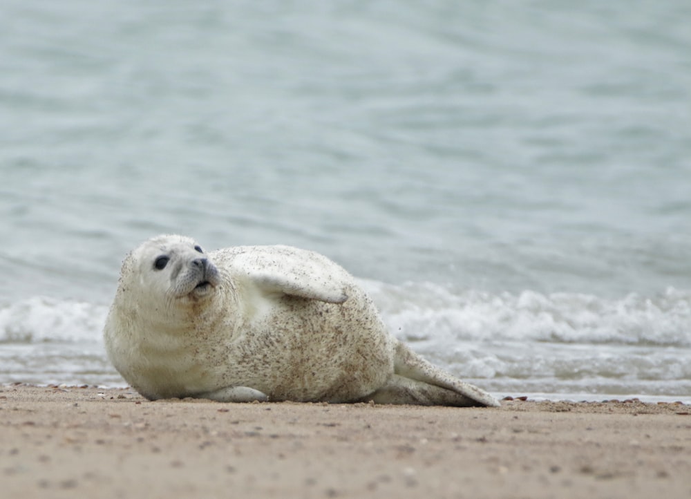 a white seal laying on top of a sandy beach