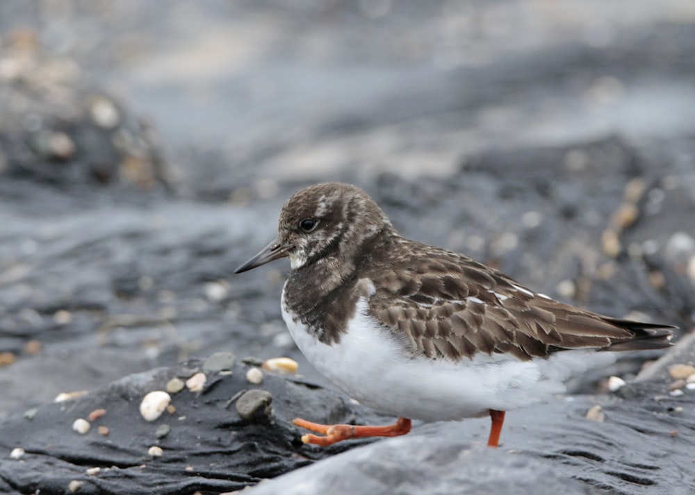 a small bird is standing on some rocks