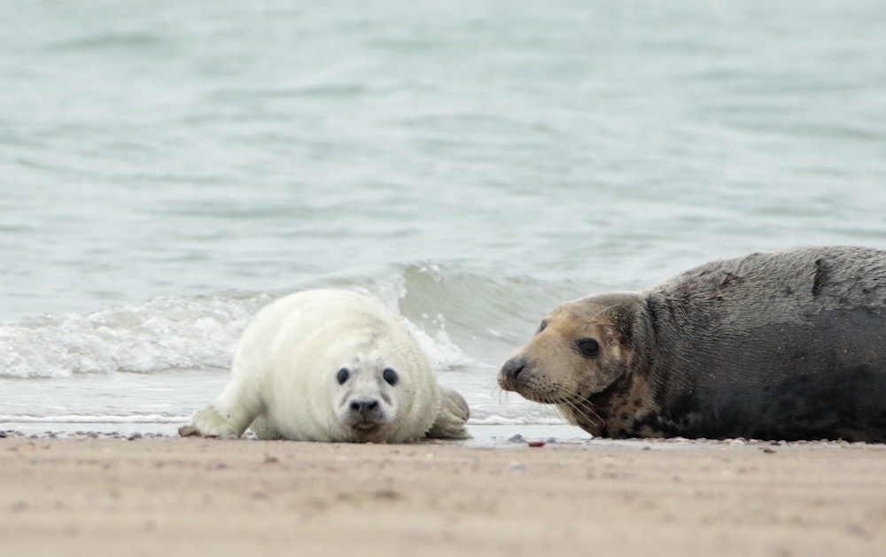 a couple of animals that are standing in the sand