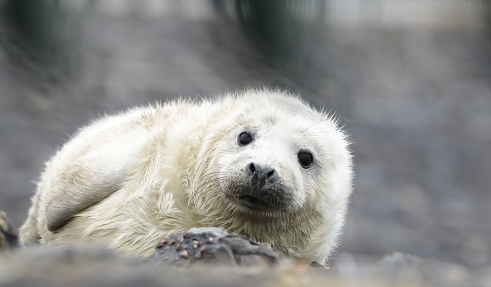 a white polar bear laying on top of a rock