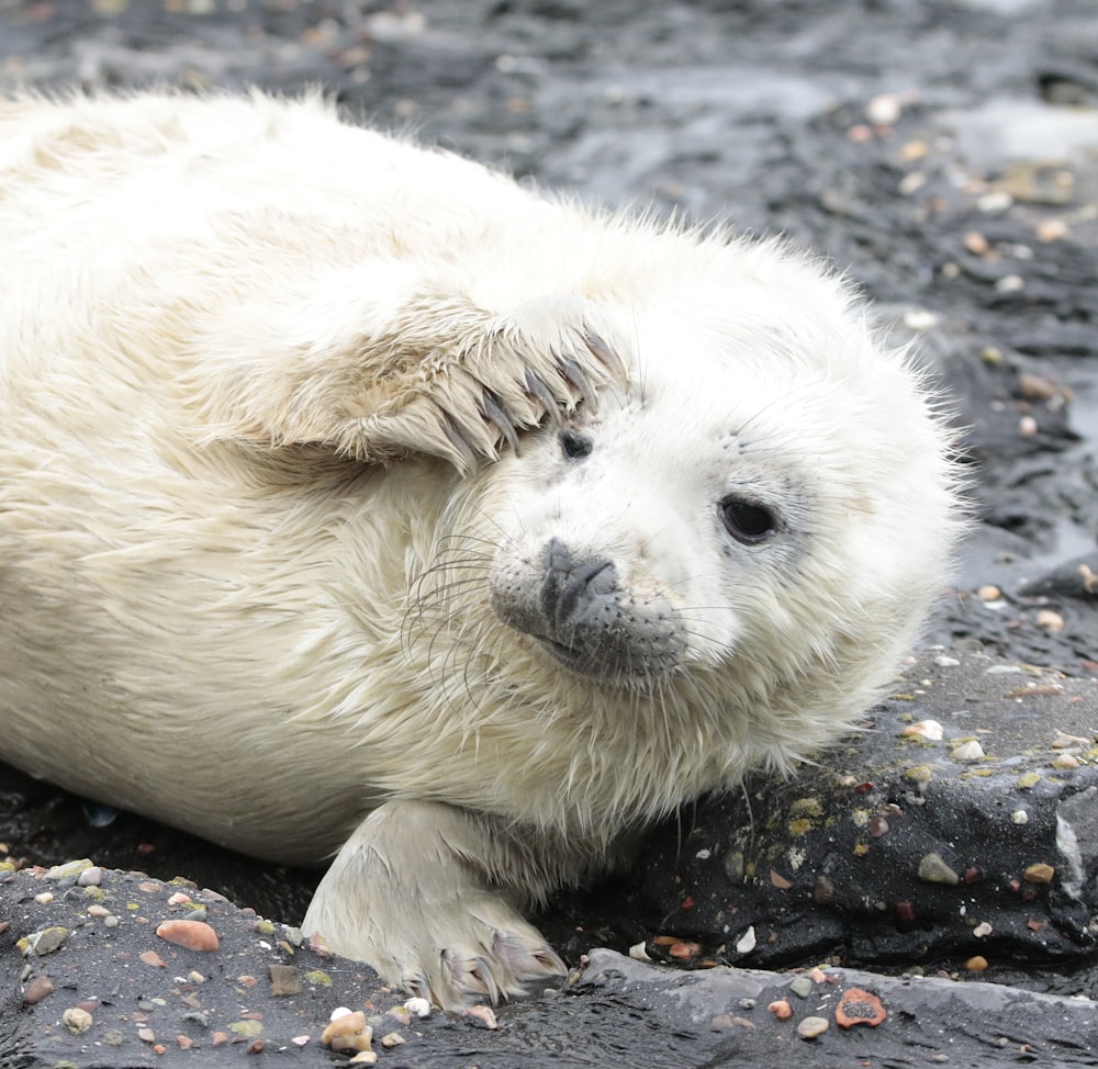 a white polar bear laying on top of a rock