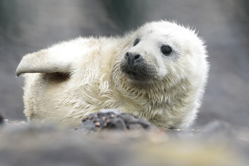 a small white animal laying on top of a rock