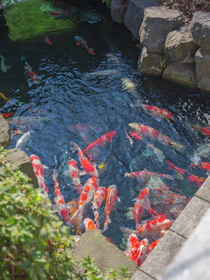 A multi-chamber koi pond filter system with clear water flowing through.