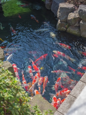 A serene koi pond with clear water and colorful fish swimming among lush greenery.