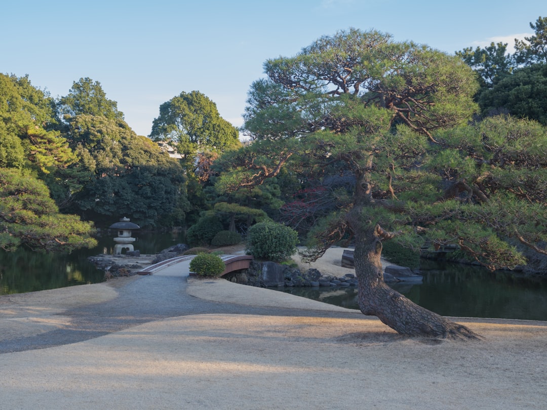 a tree that is sitting in the sand, Sunset light nn a pond and bridge in the Shinjuku Gyoen National Garden