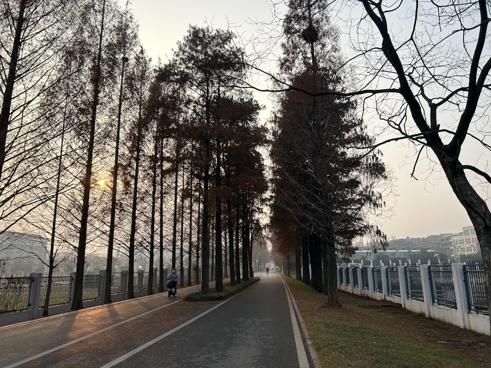 a person riding a bike down a tree lined road