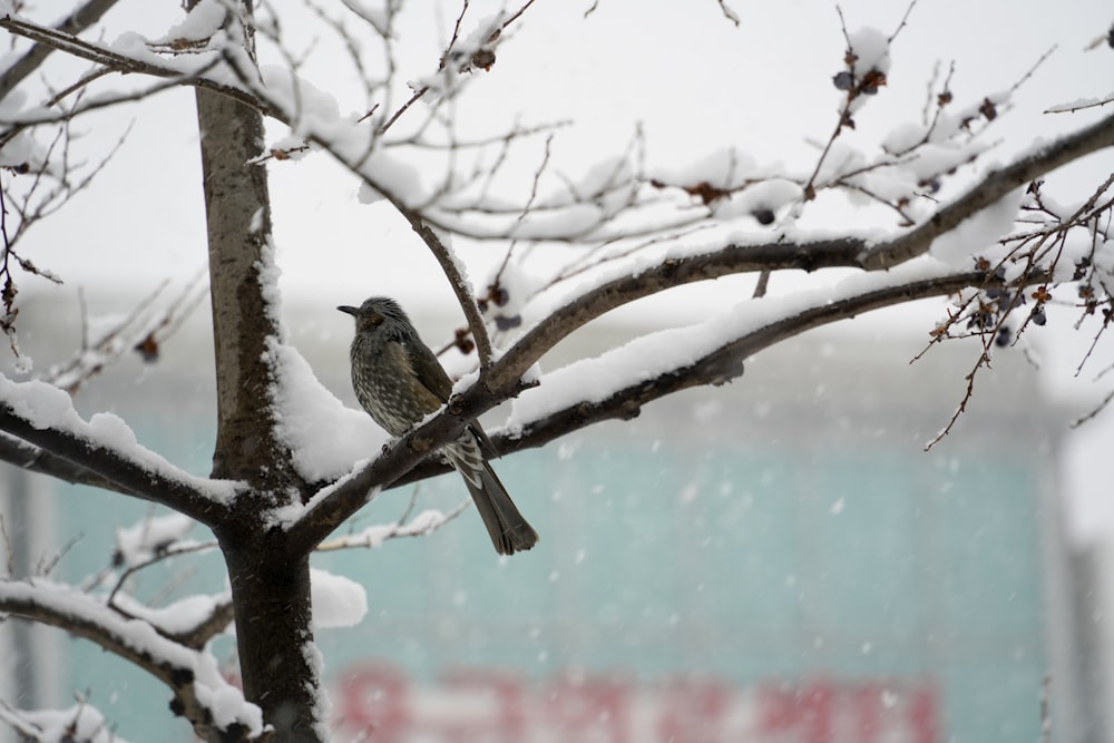 a bird sitting on a tree branch in the snow
