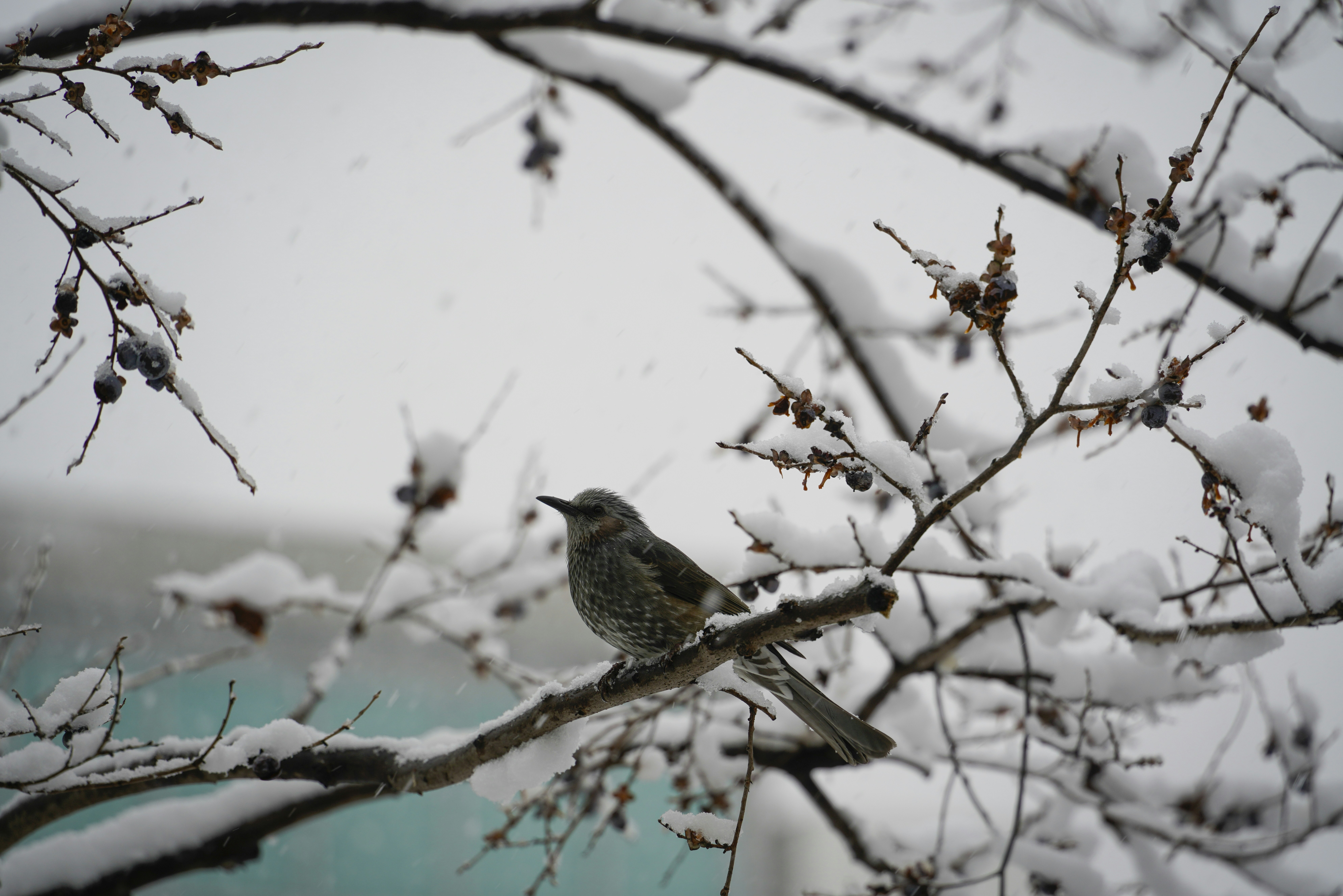 a bird sitting on a branch in the snow